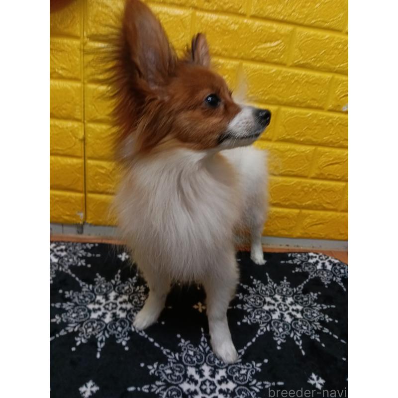 販売中の千葉県のパピヨン-411514の10枚目