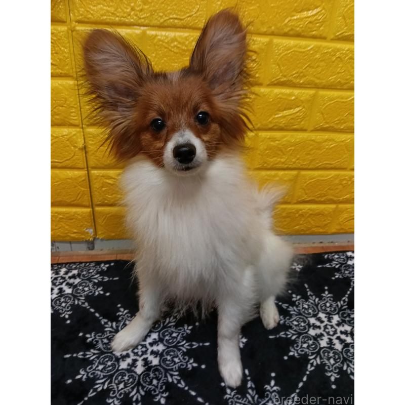 販売中の千葉県のパピヨン-411514の9枚目