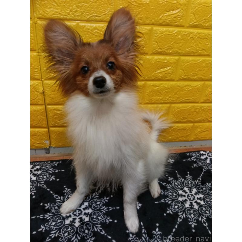 販売中の千葉県のパピヨン-411514の8枚目