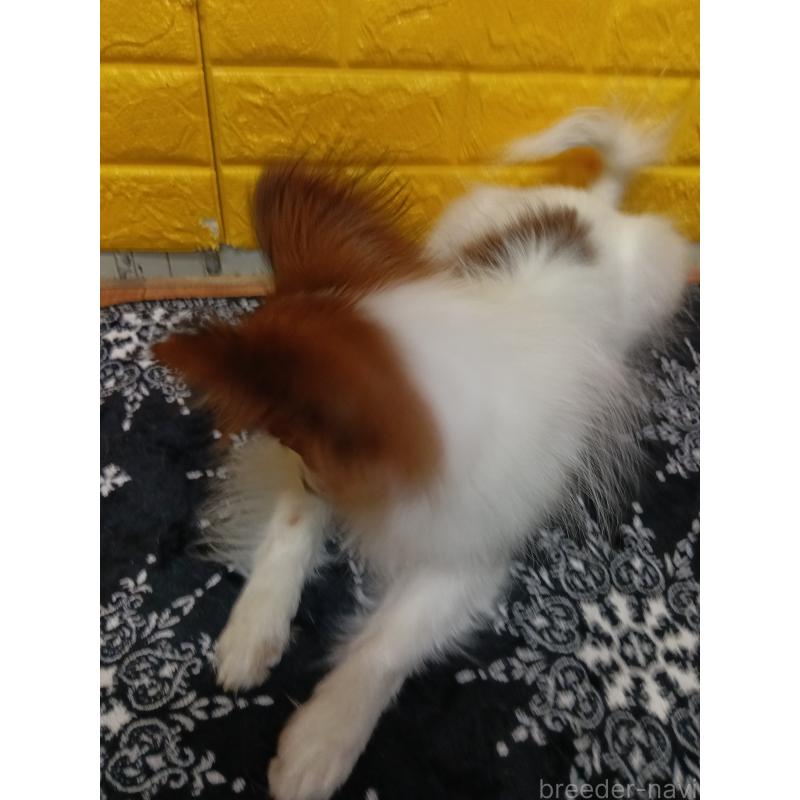 販売中の千葉県のパピヨン-411514の7枚目