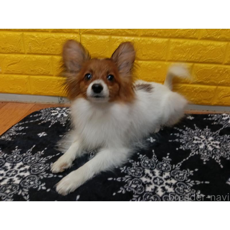 販売中の千葉県のパピヨン-411514の6枚目