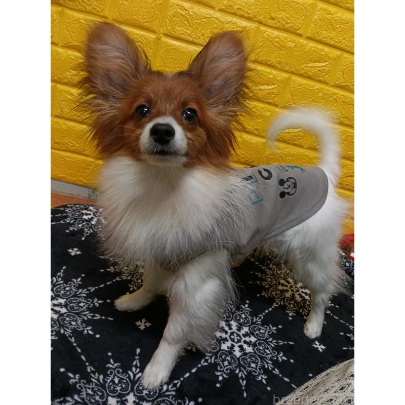 販売中の千葉県のパピヨン-411514の5枚目