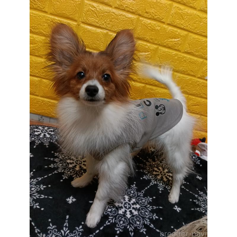 販売中の千葉県のパピヨン-411514の4枚目