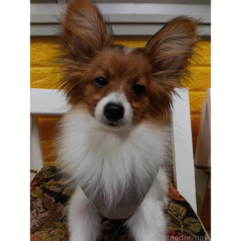 販売中の千葉県のパピヨン-411514の3枚目