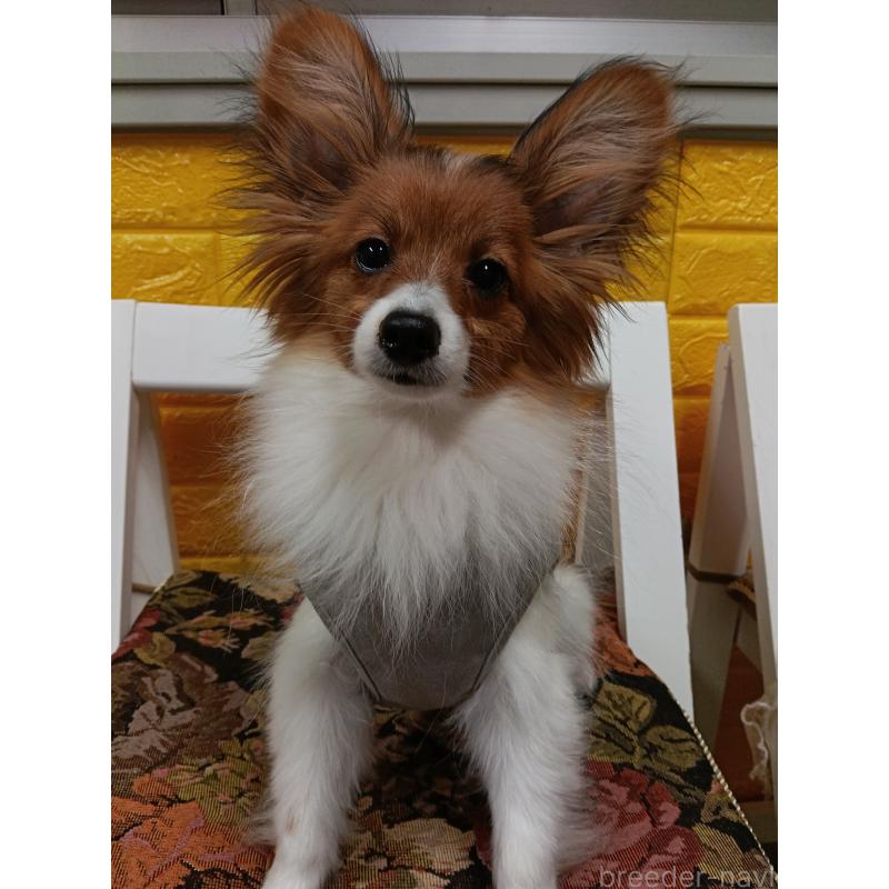 販売中の千葉県のパピヨン-411514の2枚目