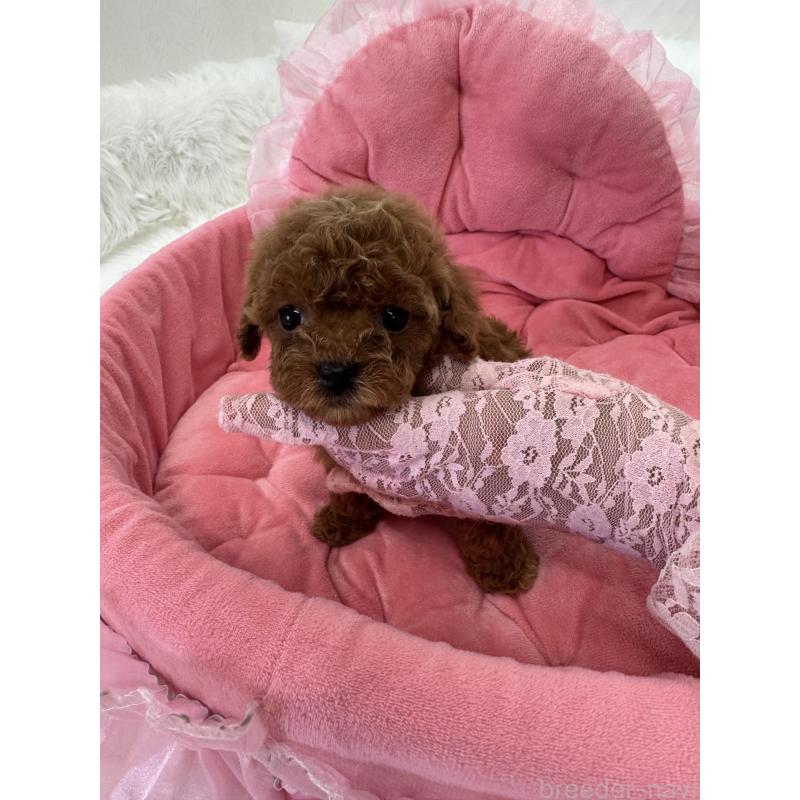 販売中の山梨県のミックス犬-449230の8枚目