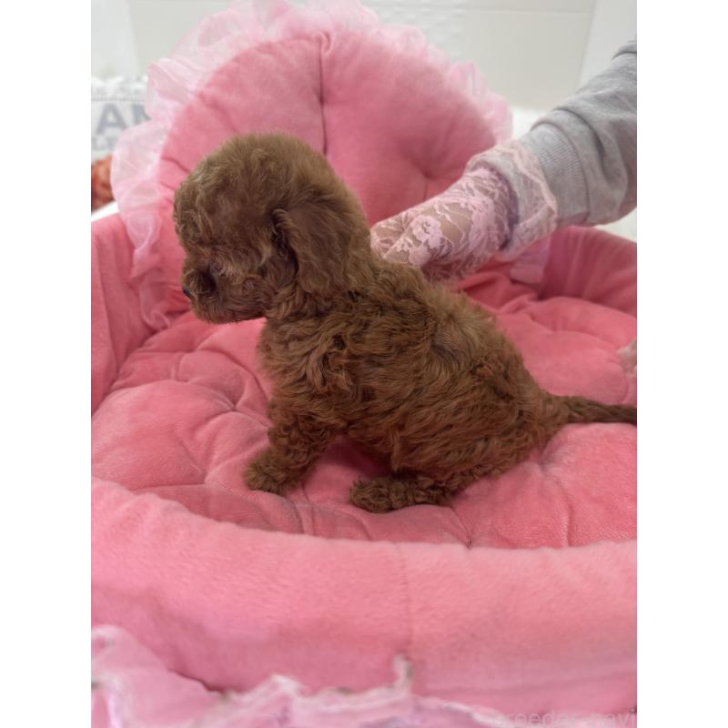 販売中の山梨県のミックス犬-449230の7枚目