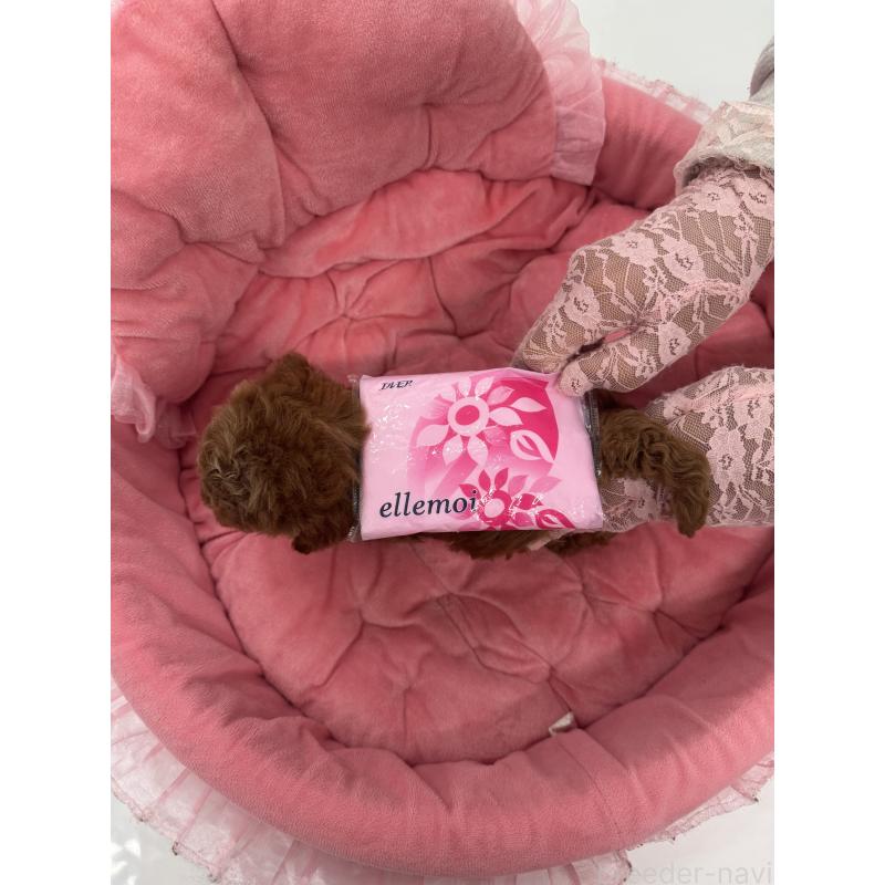 販売中の山梨県のミックス犬-449230の6枚目