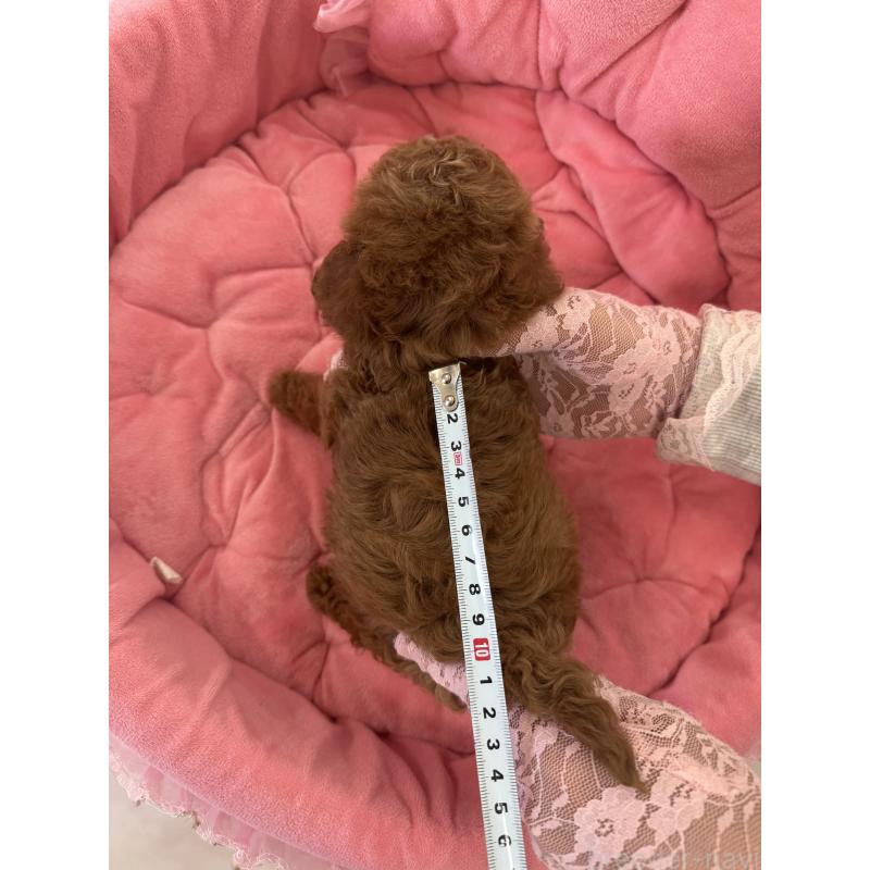 販売中の山梨県のミックス犬-449230の5枚目