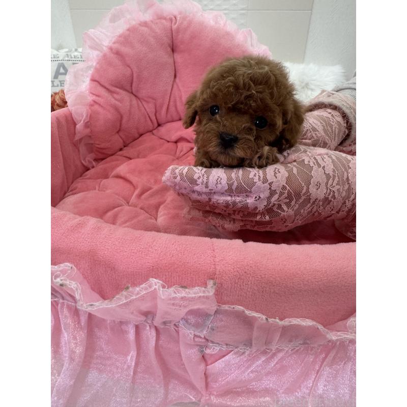 販売中の山梨県のミックス犬-449230の4枚目