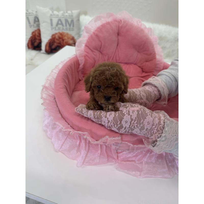 販売中の山梨県のミックス犬-449230の3枚目