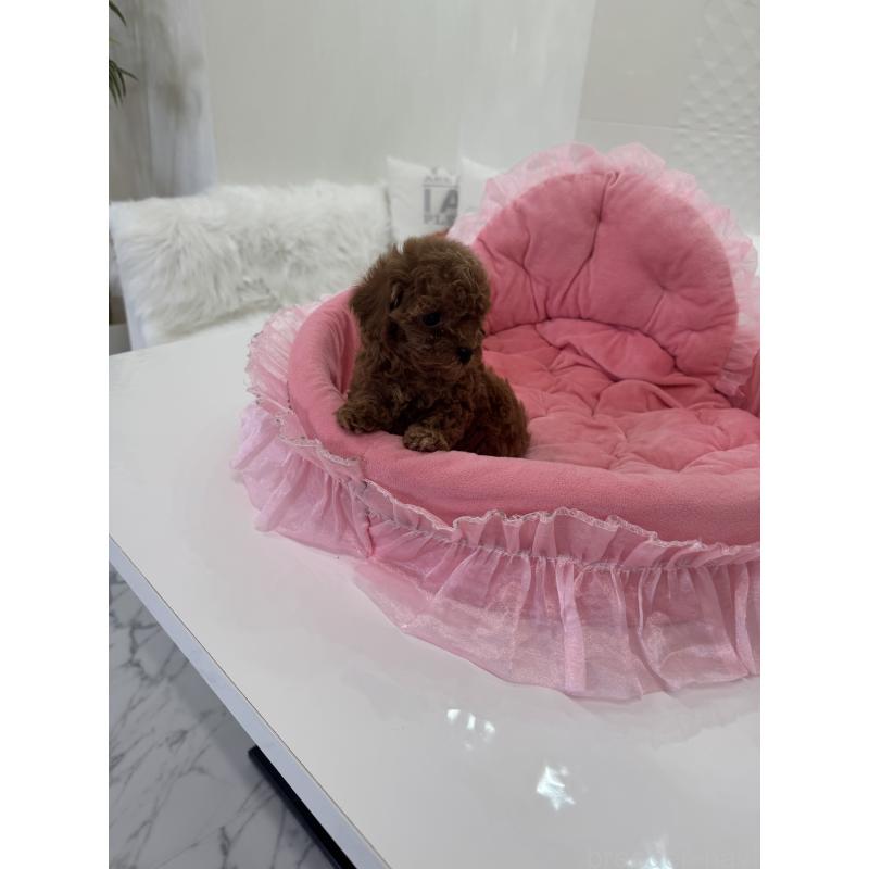 販売中の山梨県のミックス犬-449230の2枚目