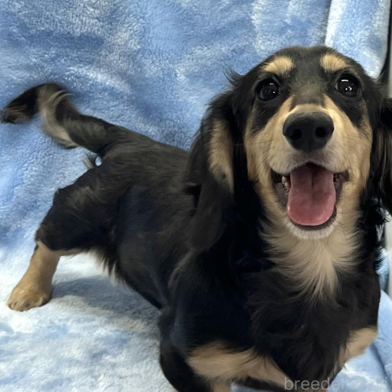 販売中の大阪府のミニチュアダックスフンド(ロングヘアード)-420114の1枚目