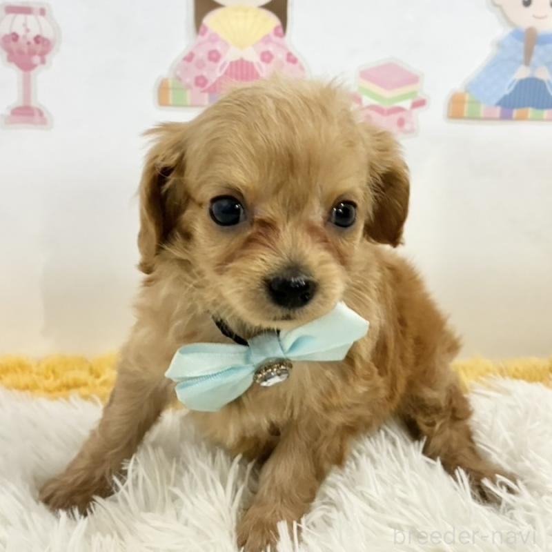 販売中の岐阜県のチワプー:チワワ×トイプードル-449234の1枚目