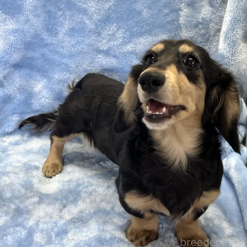 販売中の大阪府のミニチュアダックスフンド(ロングヘアード)-420114の10枚目