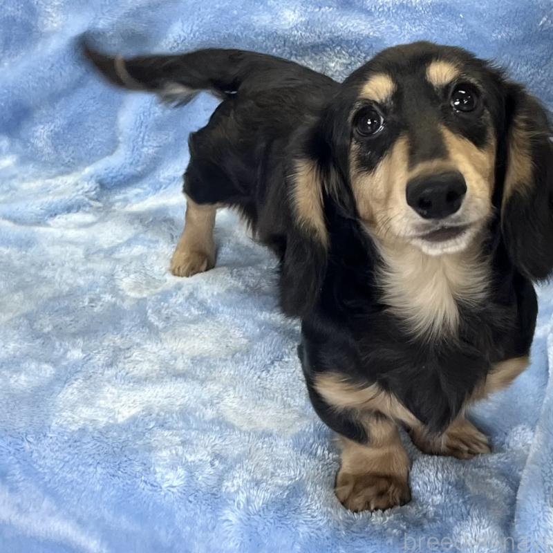 販売中の大阪府のミニチュアダックスフンド(ロングヘアード)-420114の9枚目