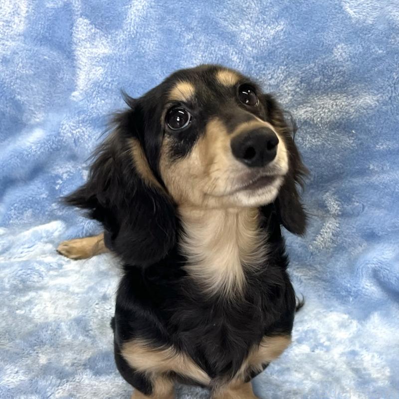 販売中の大阪府のミニチュアダックスフンド(ロングヘアード)-420114の8枚目