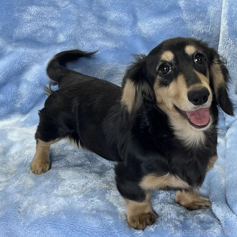 販売中の大阪府のミニチュアダックスフンド(ロングヘアード)-420114の7枚目