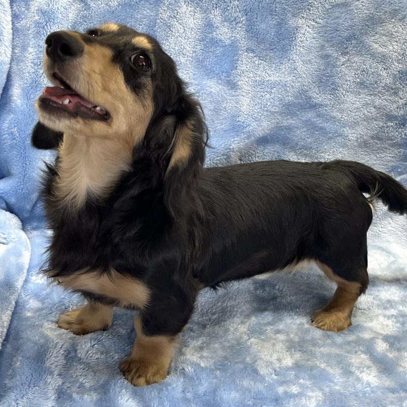 販売中の大阪府のミニチュアダックスフンド(ロングヘアード)-420114の6枚目