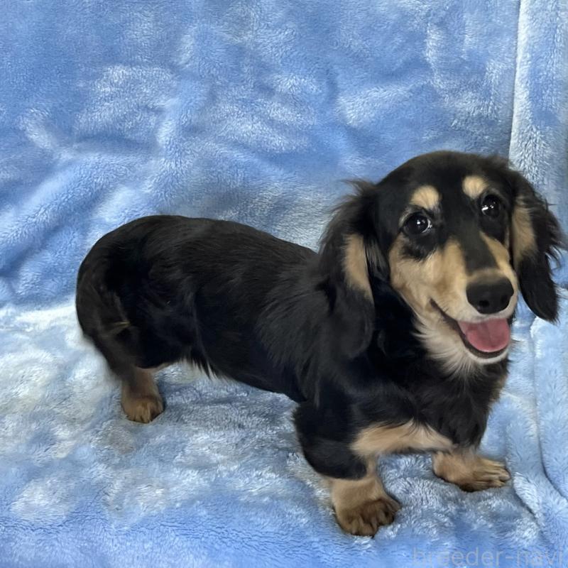 販売中の大阪府のミニチュアダックスフンド(ロングヘアード)-420114の5枚目