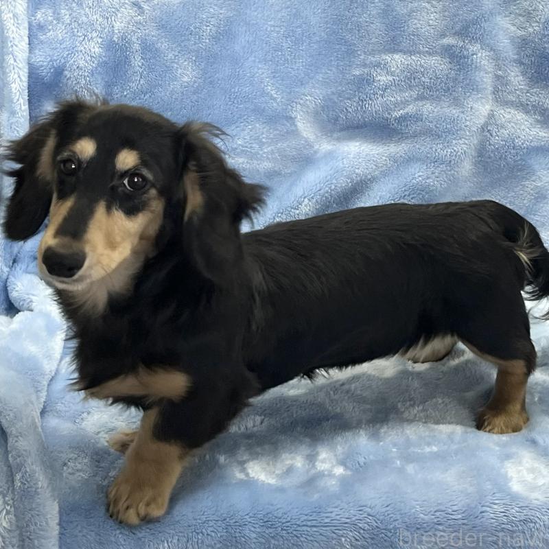 販売中の大阪府のミニチュアダックスフンド(ロングヘアード)-420114の4枚目