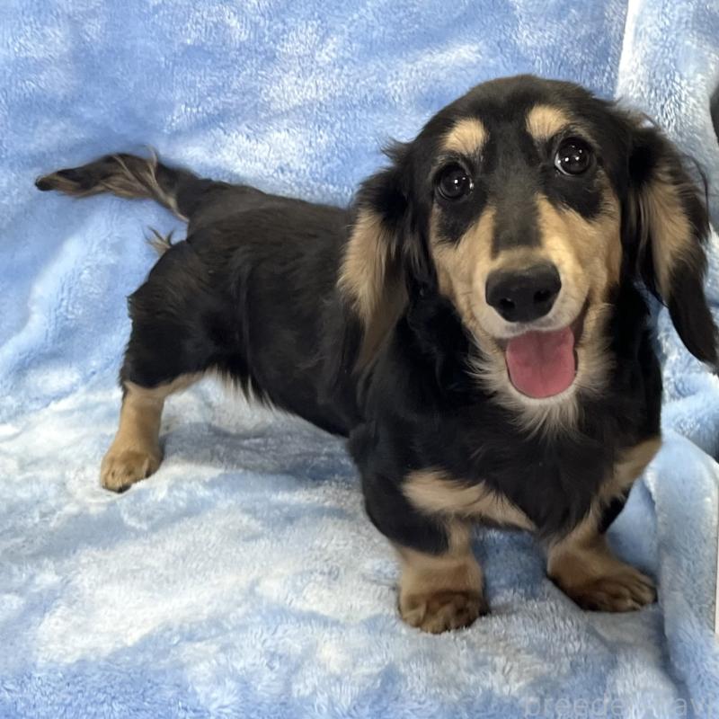 販売中の大阪府のミニチュアダックスフンド(ロングヘアード)-420114の3枚目