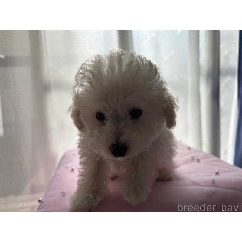 商談中の広島県のトイプードル-441187の3枚目