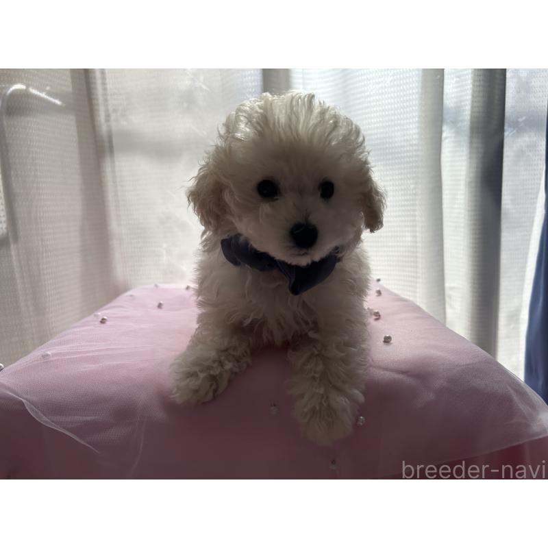 商談中の広島県のトイプードル-441187の2枚目