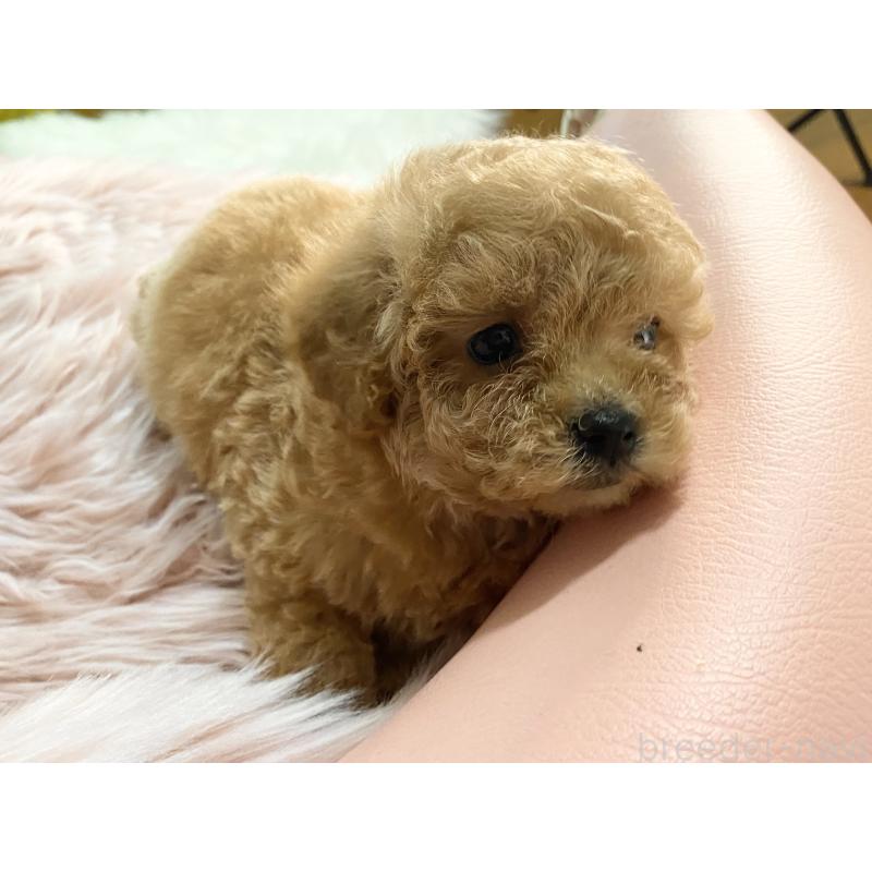 販売中の熊本県のタイニープードル-449242の5枚目