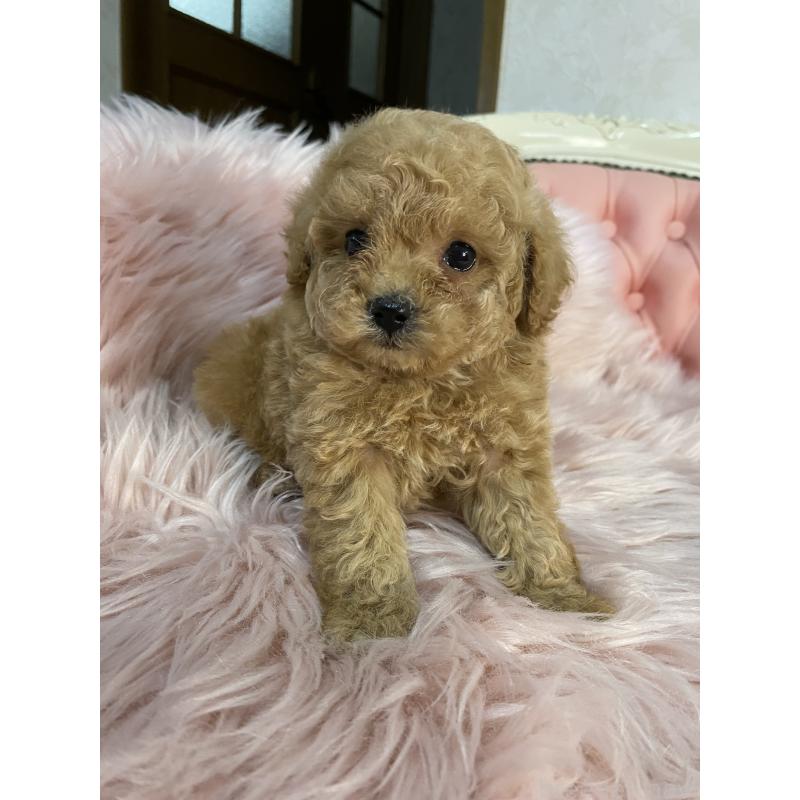 販売中の熊本県のタイニープードル-449242の4枚目