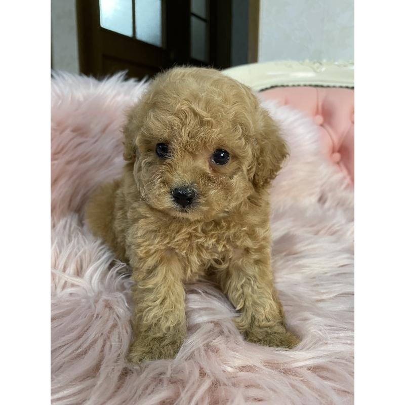 販売中の熊本県のタイニープードル-449242の3枚目