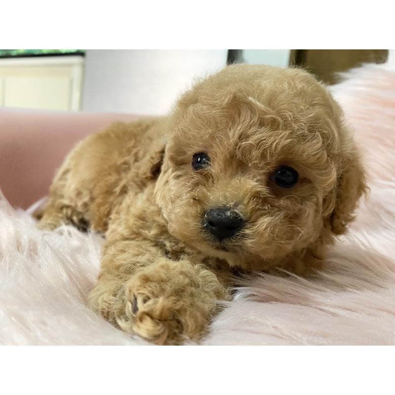 販売中の熊本県のタイニープードル-449242の2枚目