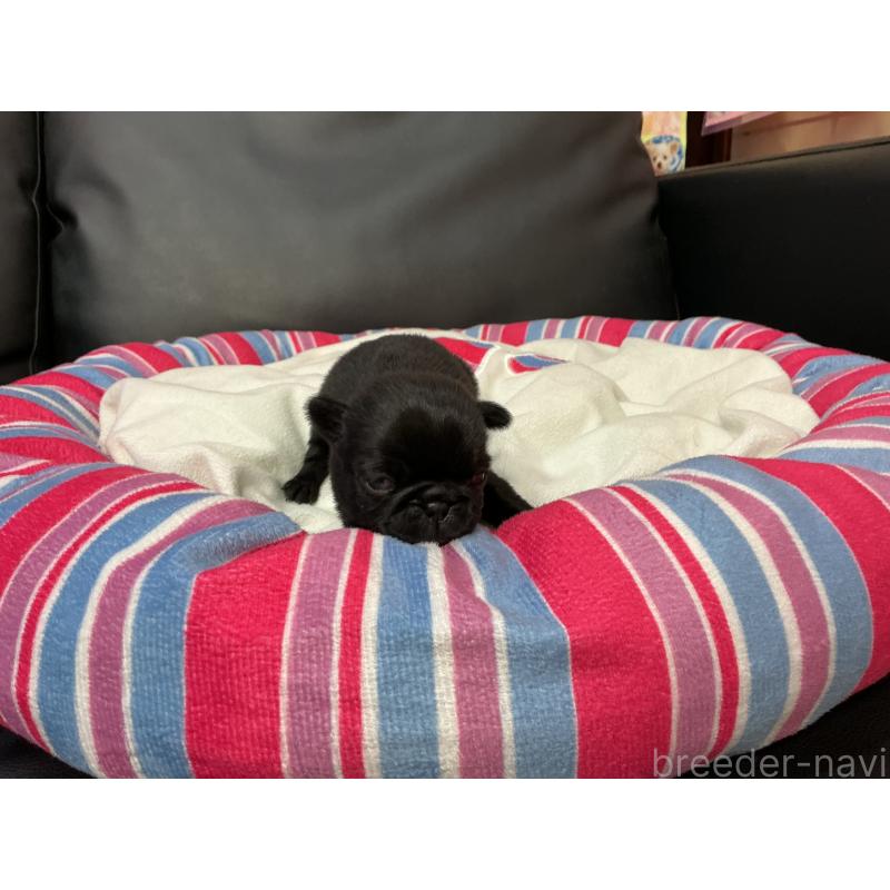 販売中の岐阜県のパグ-449240の5枚目