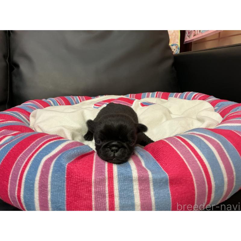 販売中の岐阜県のパグ-449240の4枚目