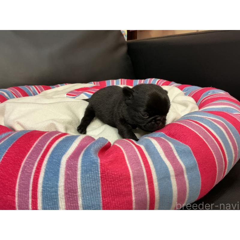 販売中の岐阜県のパグ-449240の3枚目