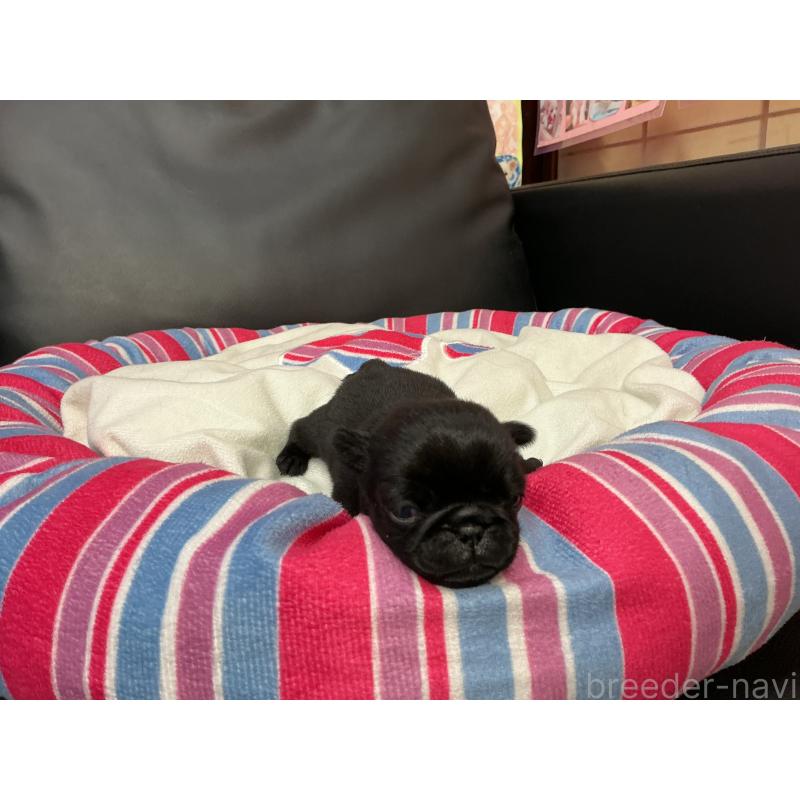 販売中の岐阜県のパグ-449240の2枚目