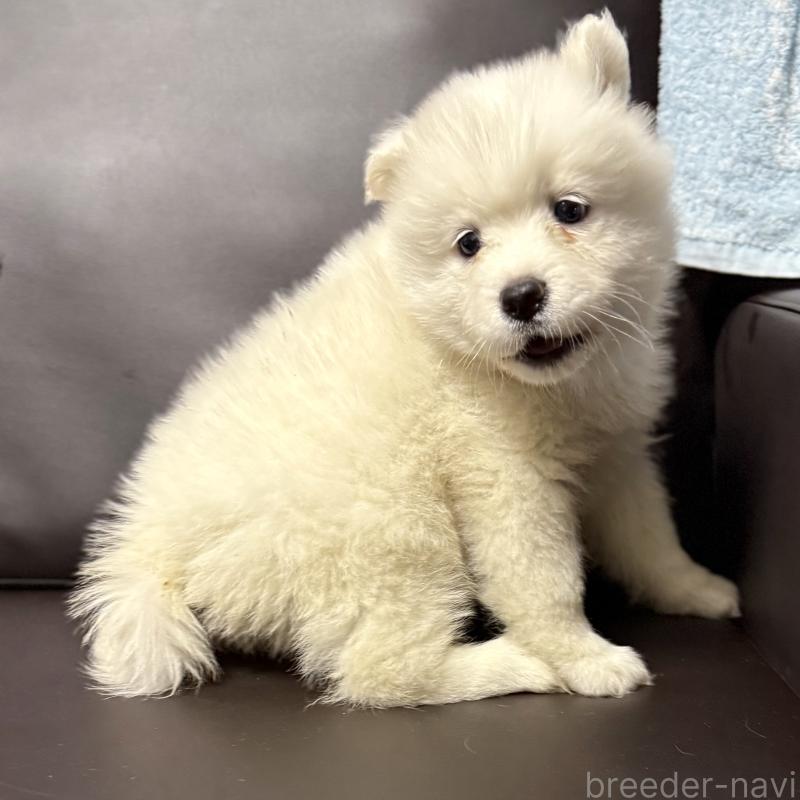 販売中の奈良県のサモエド-449246の1枚目