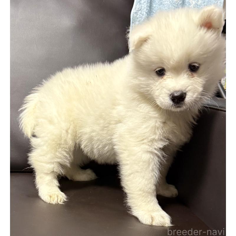 販売中の奈良県のサモエド-449246の3枚目
