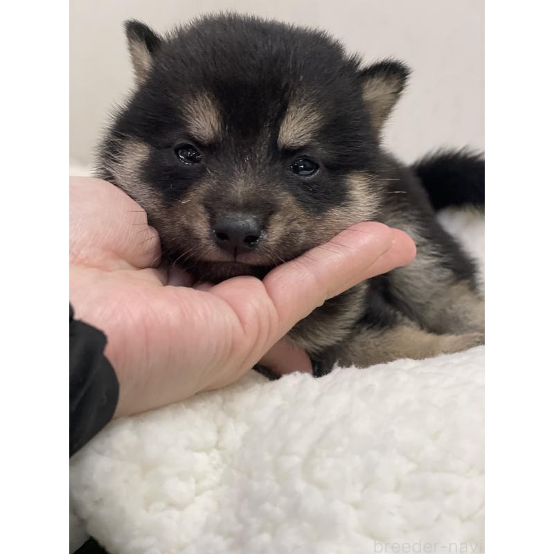 販売中の千葉県の豆柴-449267の2枚目