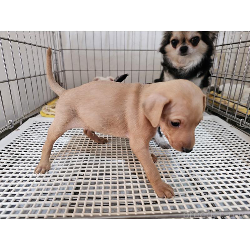 販売中の愛知県のミニチュアピンシャー(ミニピン)-449250の6枚目