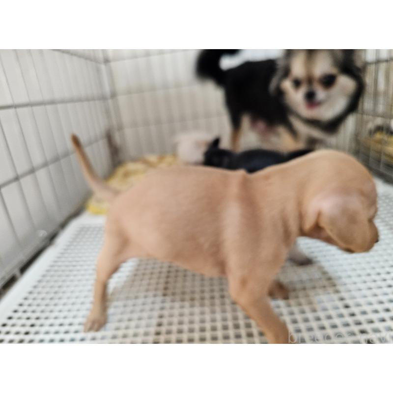 販売中の愛知県のミニチュアピンシャー(ミニピン)-449250の5枚目