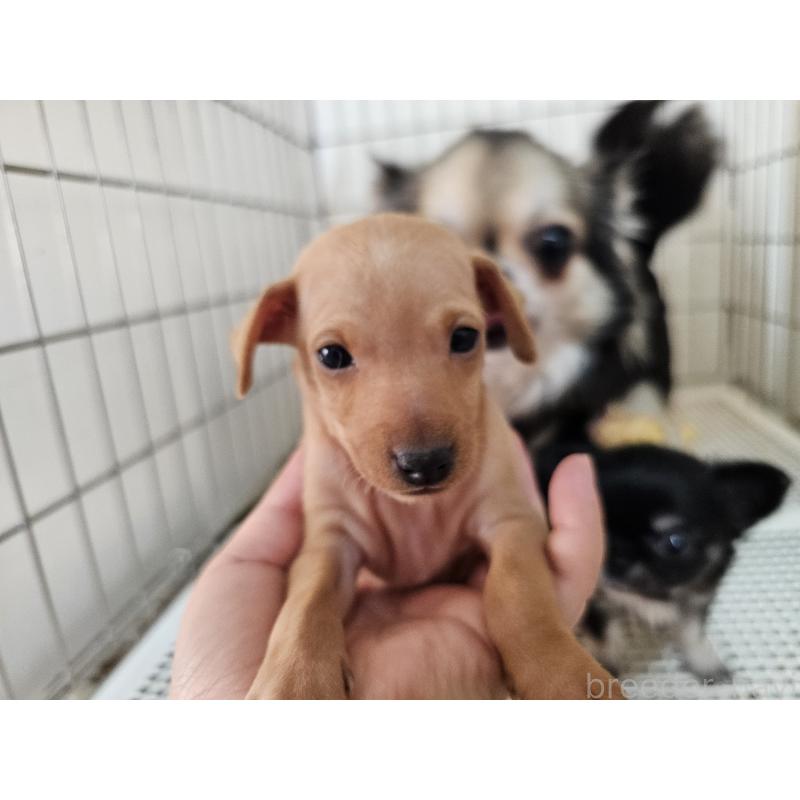 販売中の愛知県のミニチュアピンシャー(ミニピン)-449250の4枚目