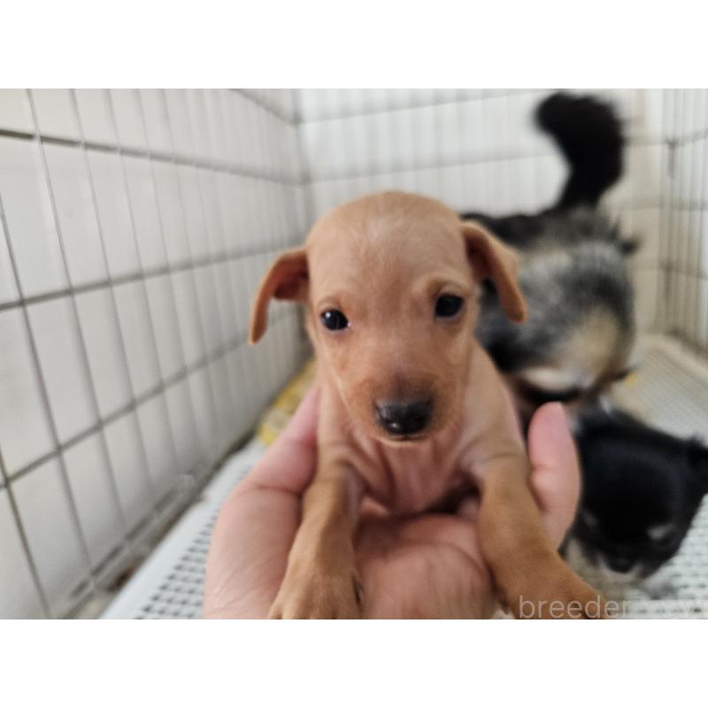 販売中の愛知県のミニチュアピンシャー(ミニピン)-449250の3枚目