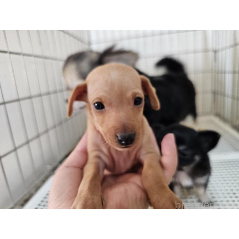 販売中の愛知県のミニチュアピンシャー(ミニピン)-449250の2枚目