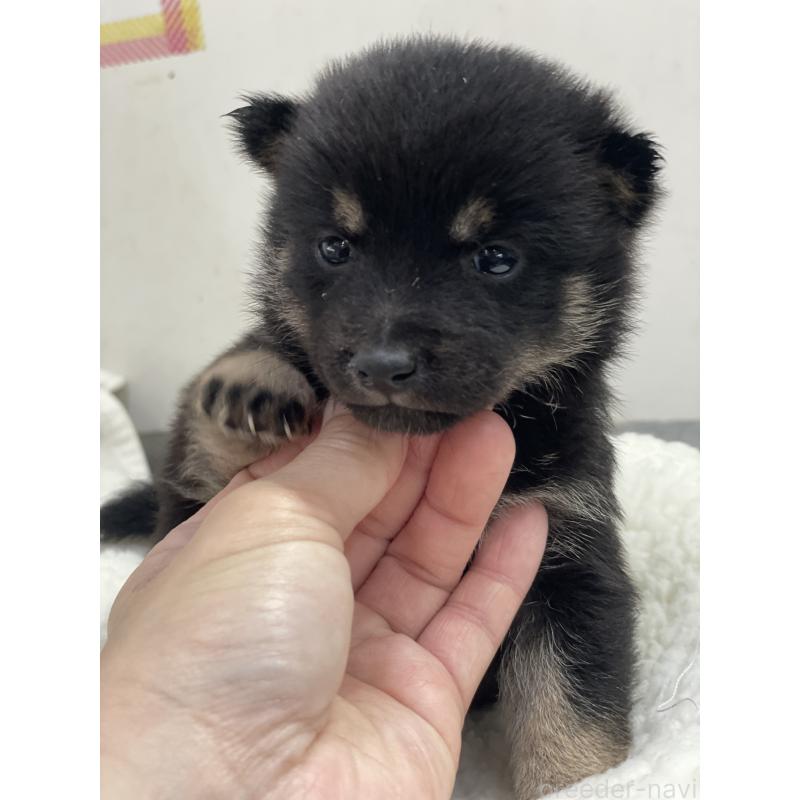 販売中の千葉県の豆柴-449266の2枚目