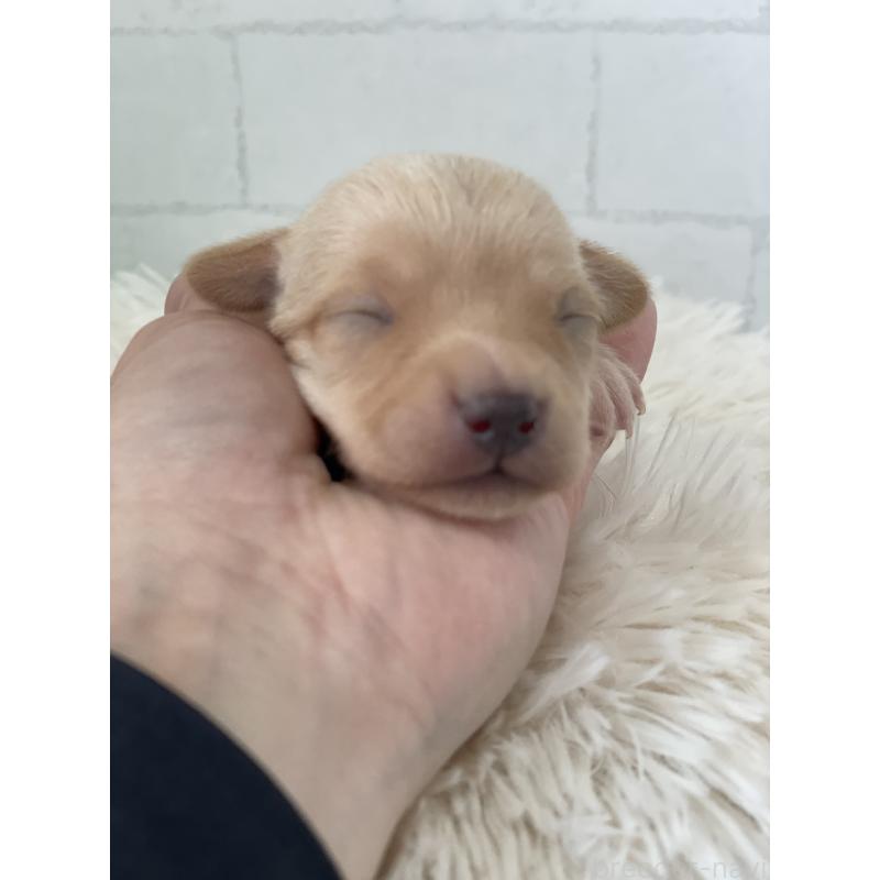 販売中の千葉県のチワックス:チワワ×ミニチュアダックスフンド-449264の2枚目