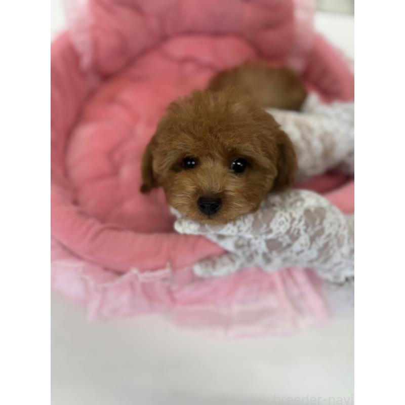 販売中の山梨県のティーカッププードル-441224の9枚目