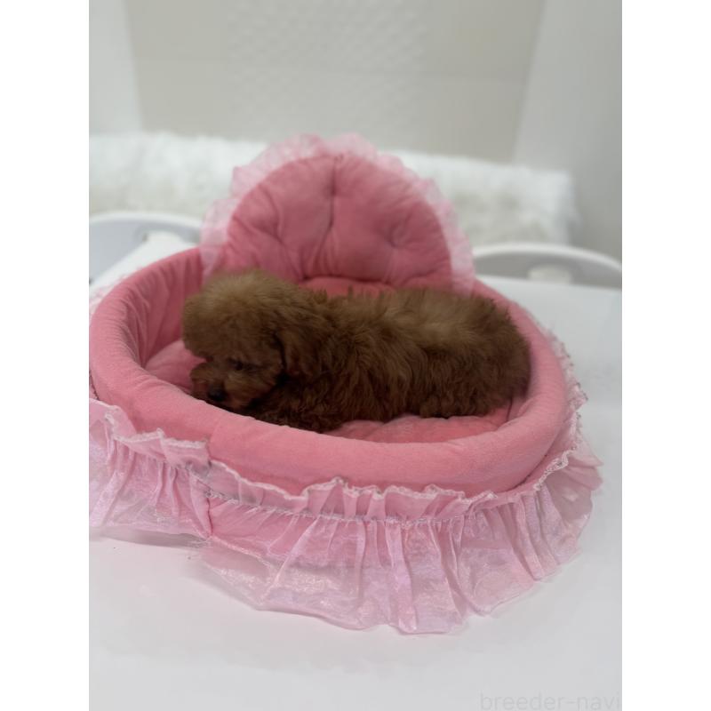 販売中の山梨県のティーカッププードル-441224の7枚目