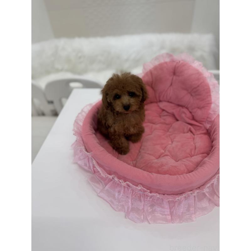 販売中の山梨県のティーカッププードル-441224の6枚目