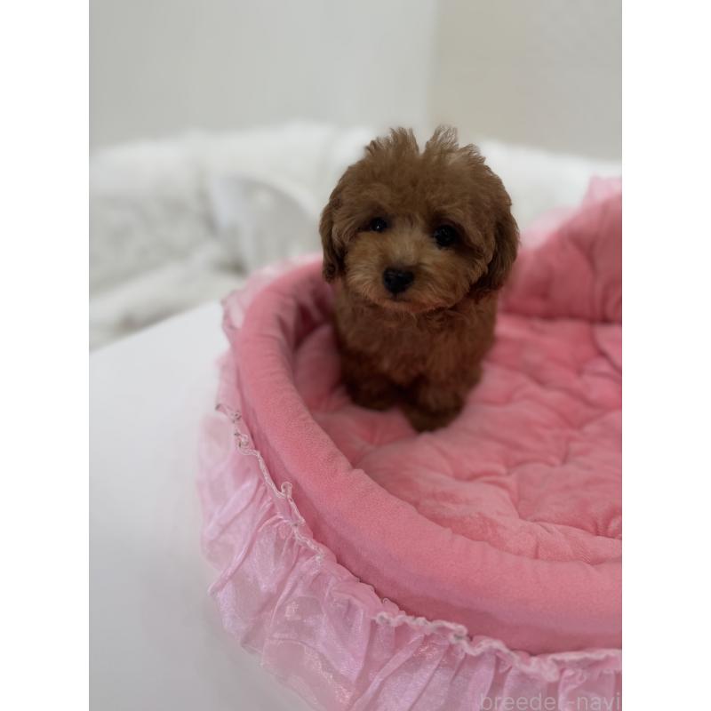 販売中の山梨県のティーカッププードル-441224の5枚目